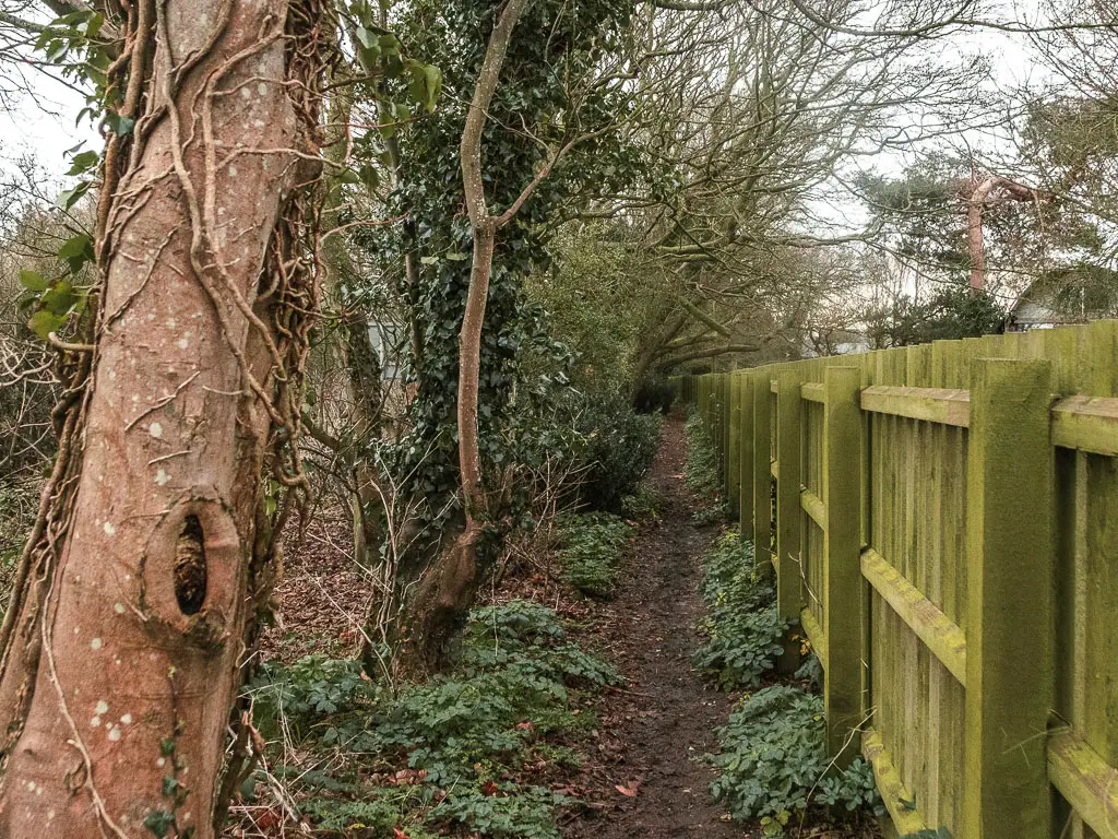 A dirt trail with woodland trees on the left, and a wooden fence on the right.