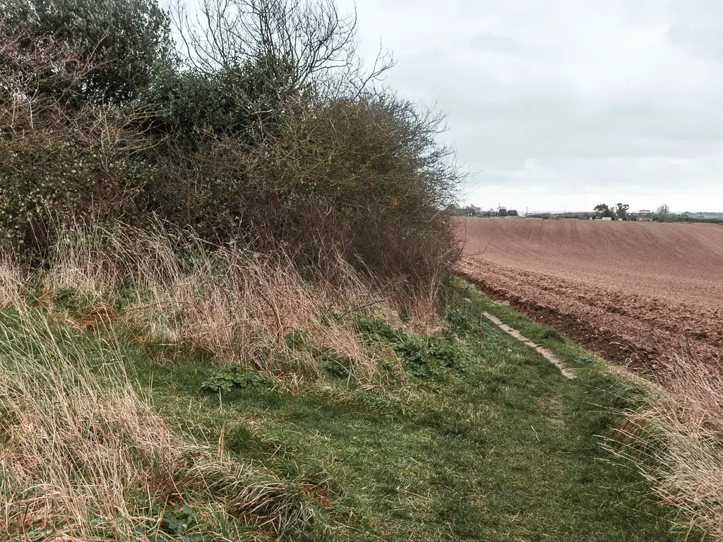 A grass trail leading towards a brown crop field on the right.