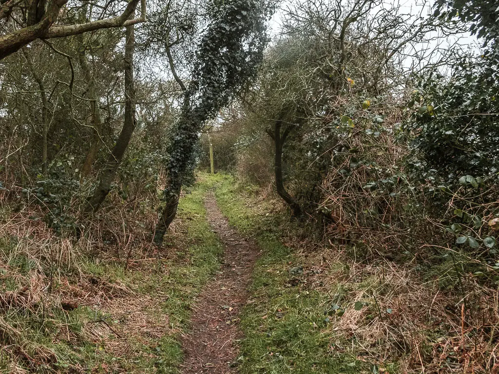 A narrow dirt trail leading through some straggly trees and bushes. 