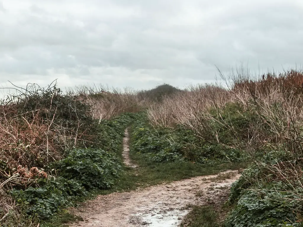 A wide dirt trail curving right, and small dirt trail leading straight ahead. 