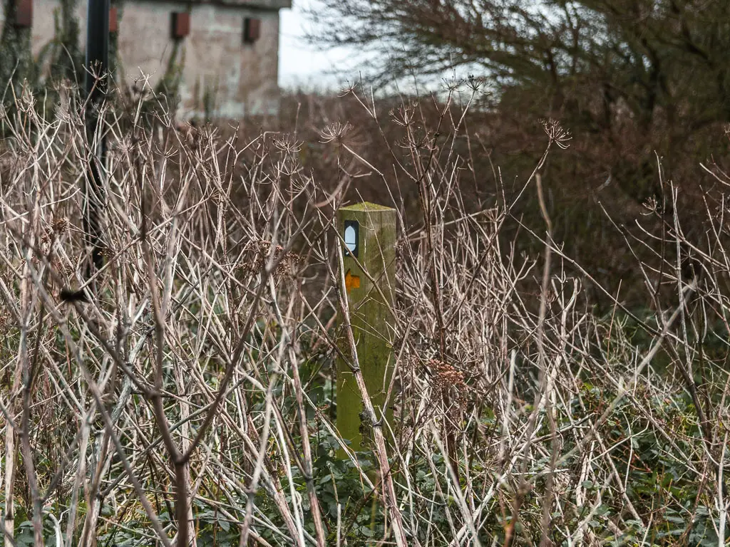 A wooden stump trail sign with white acorn hidden within the light brown leafless bushes at the end of the walk from Cromer to Mundesley along the Norfolk Coast Path.