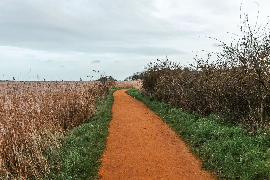 An orange coloured path, lined with short green grass, and then tall beige grass on the left, and leafless bushes on the right.