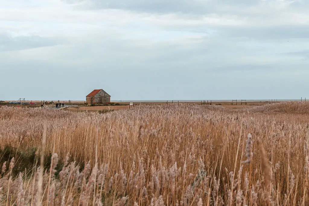 Looking over the tall beige grass, to a shed in the distance, on the walk between Hunstanton and Burnham Overy Staithe