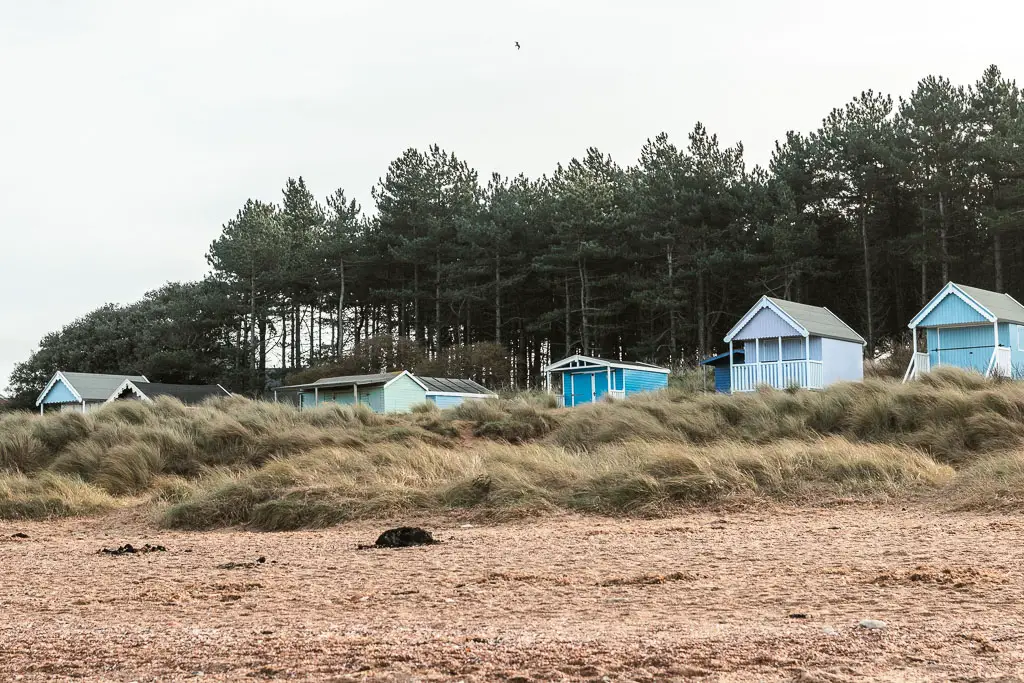 Looking across the sandy beach to the tall grass, and beach huts in shades of blue on the other side. There are tall green leafed trees rising up behind the beach huts.