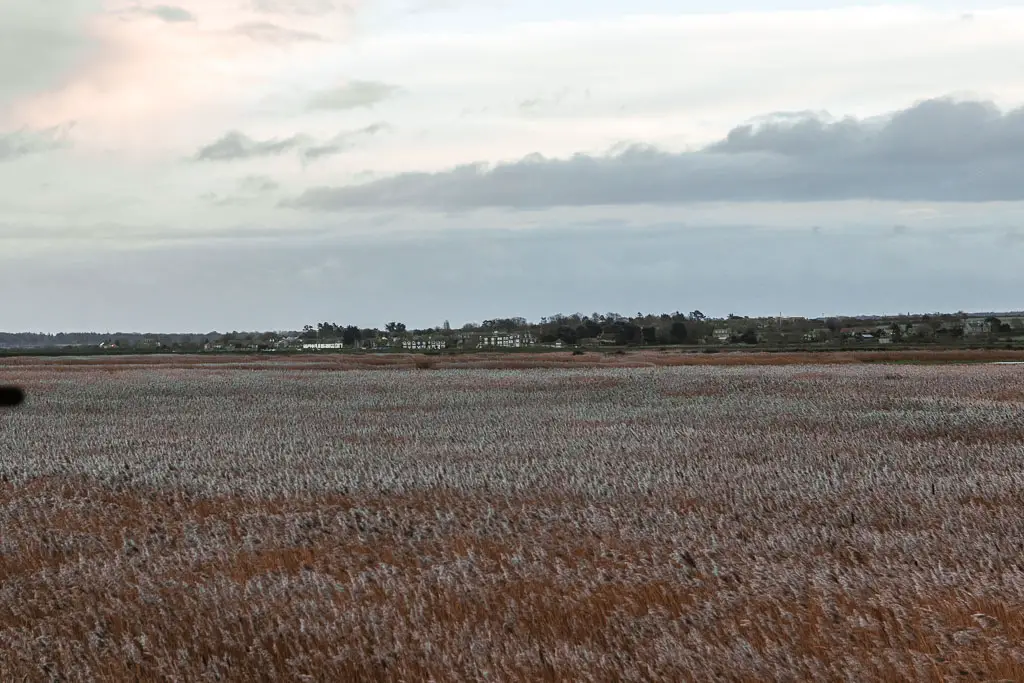 Looking across there brown and grey coloured tall grass to some buildings way in the distance. 