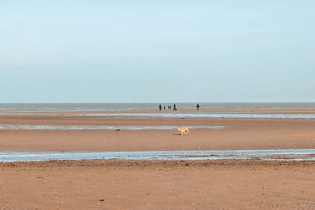 Looking across the sandy beach to the sea ahead, when walking from Hunstanton to Burnham Overy Staithe. There are a few people by the shoreline, and a dog running across the sand.