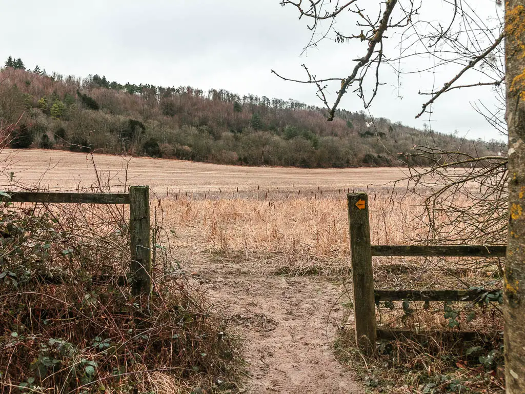 An opening in a wooden fence, leading to a pale coloured crop field on the other side. 