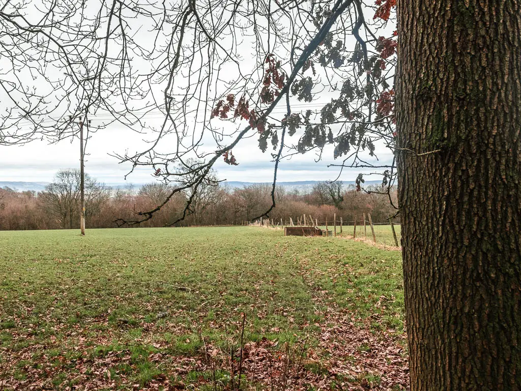 Looking across a grass field, with a big tree trunk on the right side of the frame. There are tree branches with a few leaves hanging down from the top of the frame.