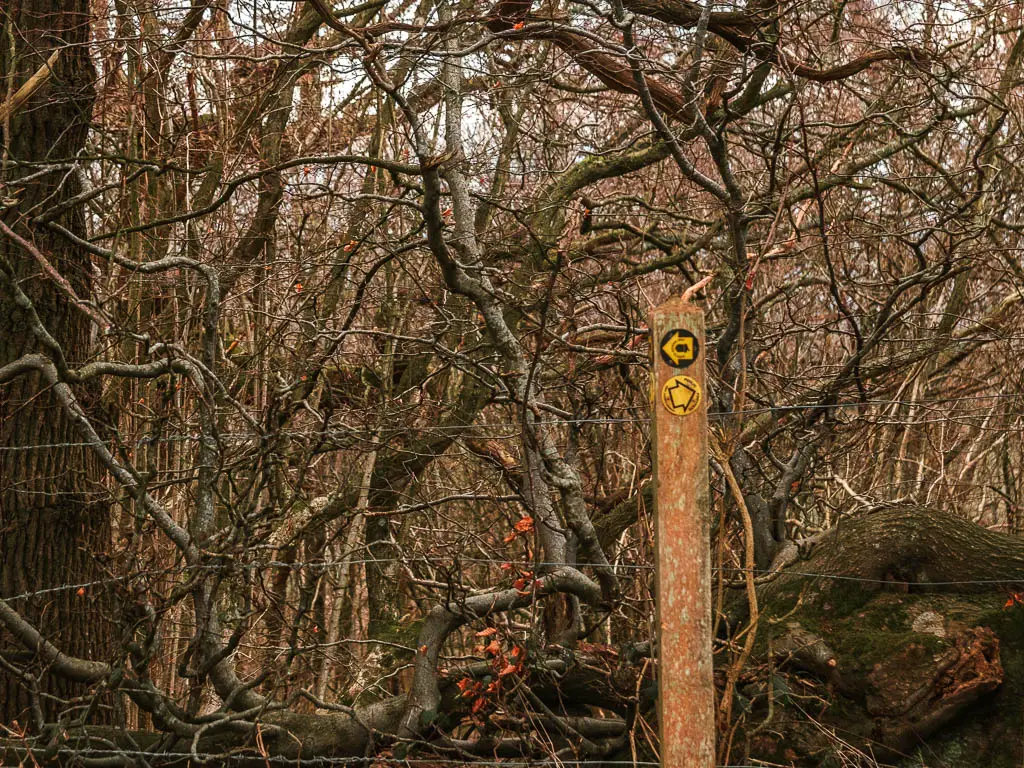 A wooden trail signpost with two arrows, sitting in front of stray trees. One arrow points left, one points right.