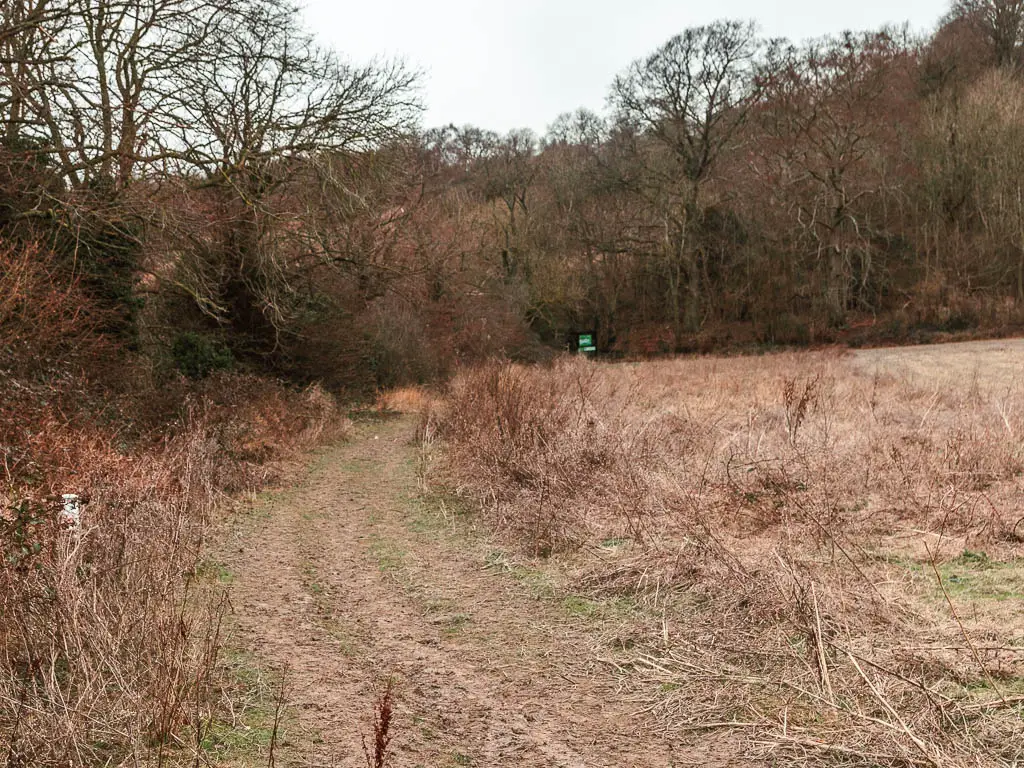 A grass path on the edge of the field, lined with hay grass. There are lots of trees ahead. 