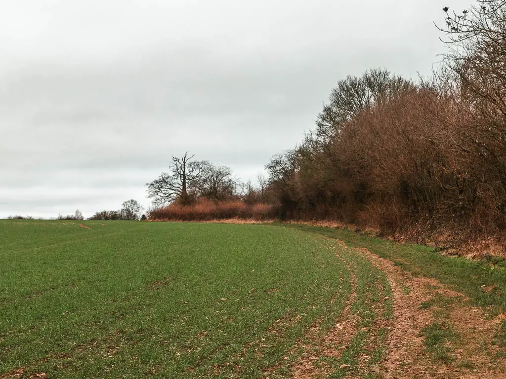 Looking along the right edge of a large grass field, with trees all along the right side.