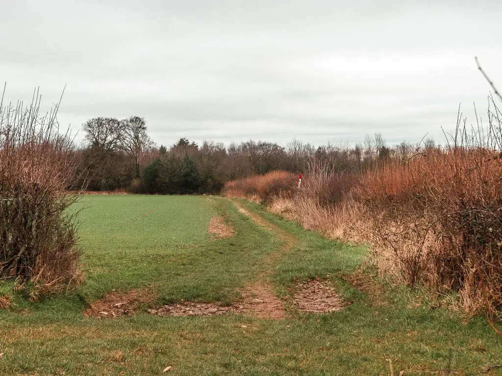 Looking through a gap in the hedges to a large grass field with a dirt trail running along the right side.