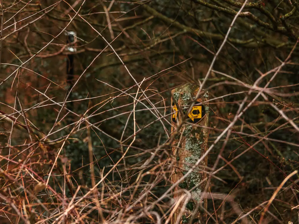 A partially hidden North Downs way signpost in the bushes.