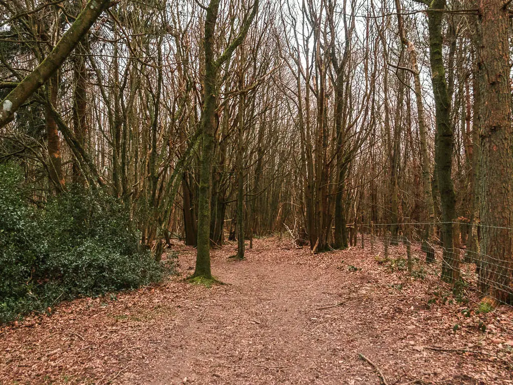 A wide trail leading through the woods, with trees with leafless branches.