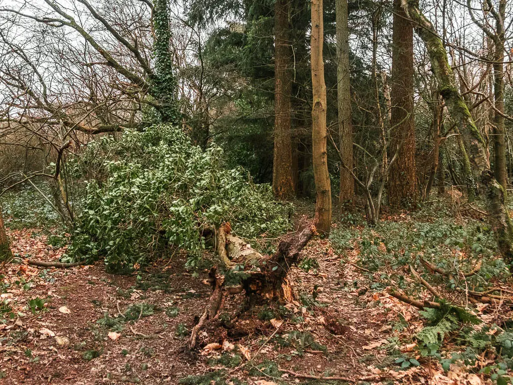 A fallen tree in the woods.