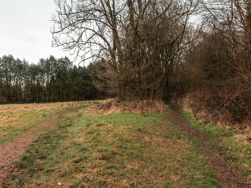 The edge of a grass field, with two trail leading ahead, separated by some trees ahead.