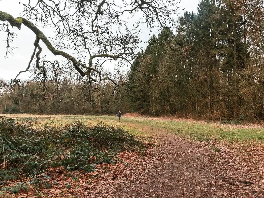 A wide dirt trail curving to the left on a field, with a man walking along it. There are woodland trees lining the right side of the field.