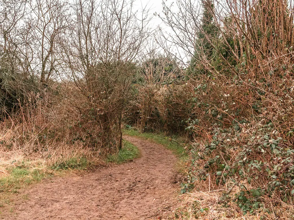 A muddy dirt trail leading through a gap in the leafless bushes and hedges.