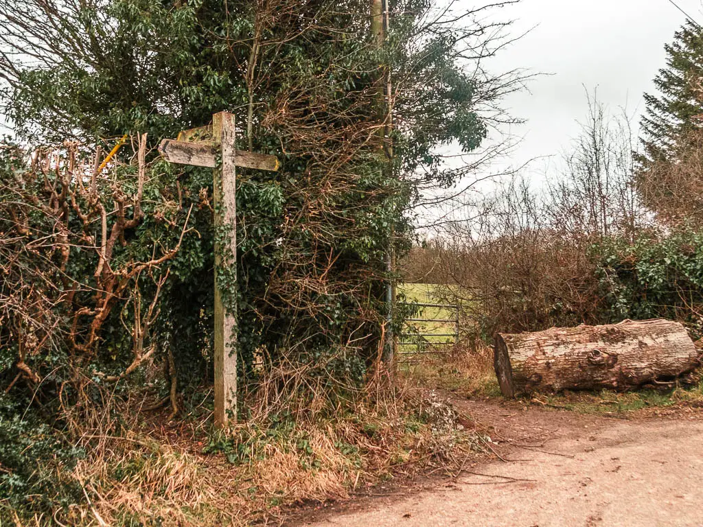 A wooden trail signpost next to a tall hedge. There is a trail on the right side leading past the hedge.