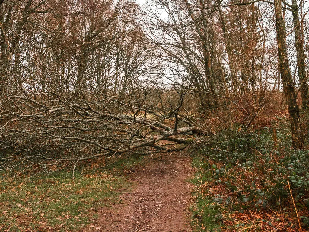 A dirt trail with a fallen tree across it.