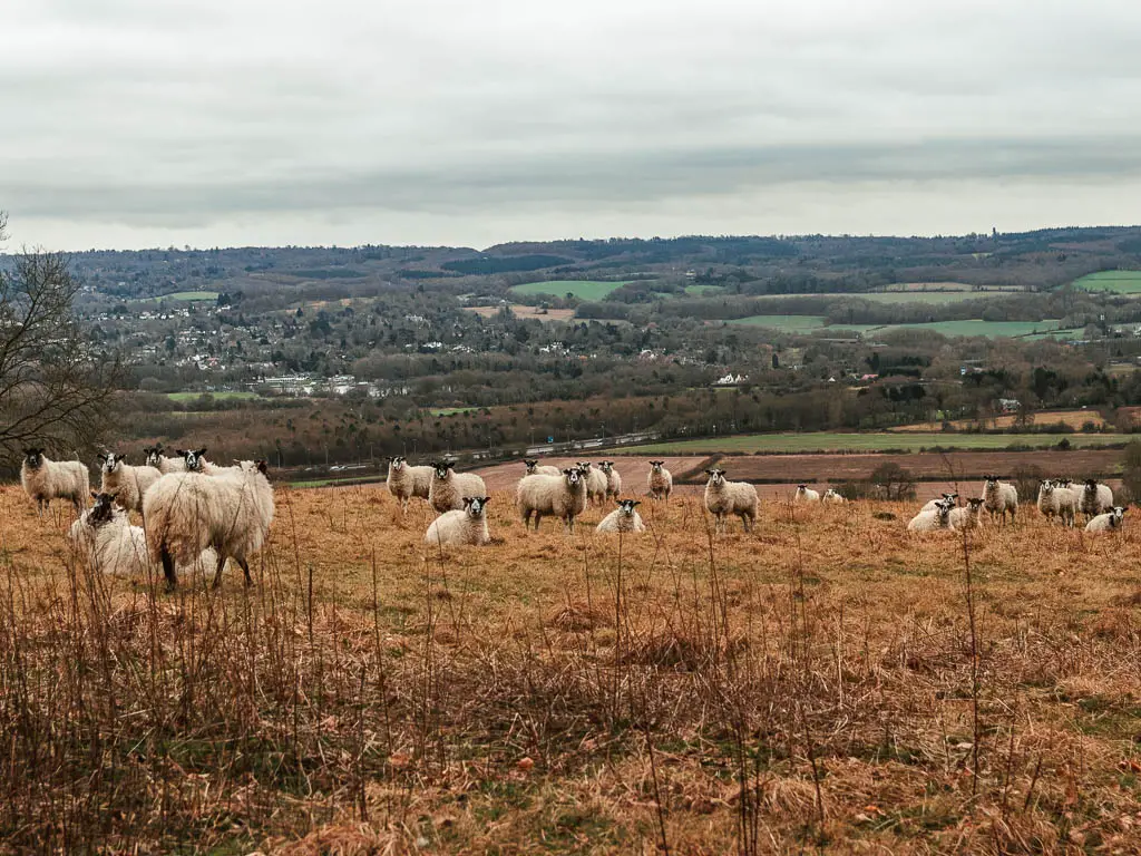 A field filled with white sheep all looking towards the camera, on the walk between Oxted and Otford. There are hills and fields in the distance. 