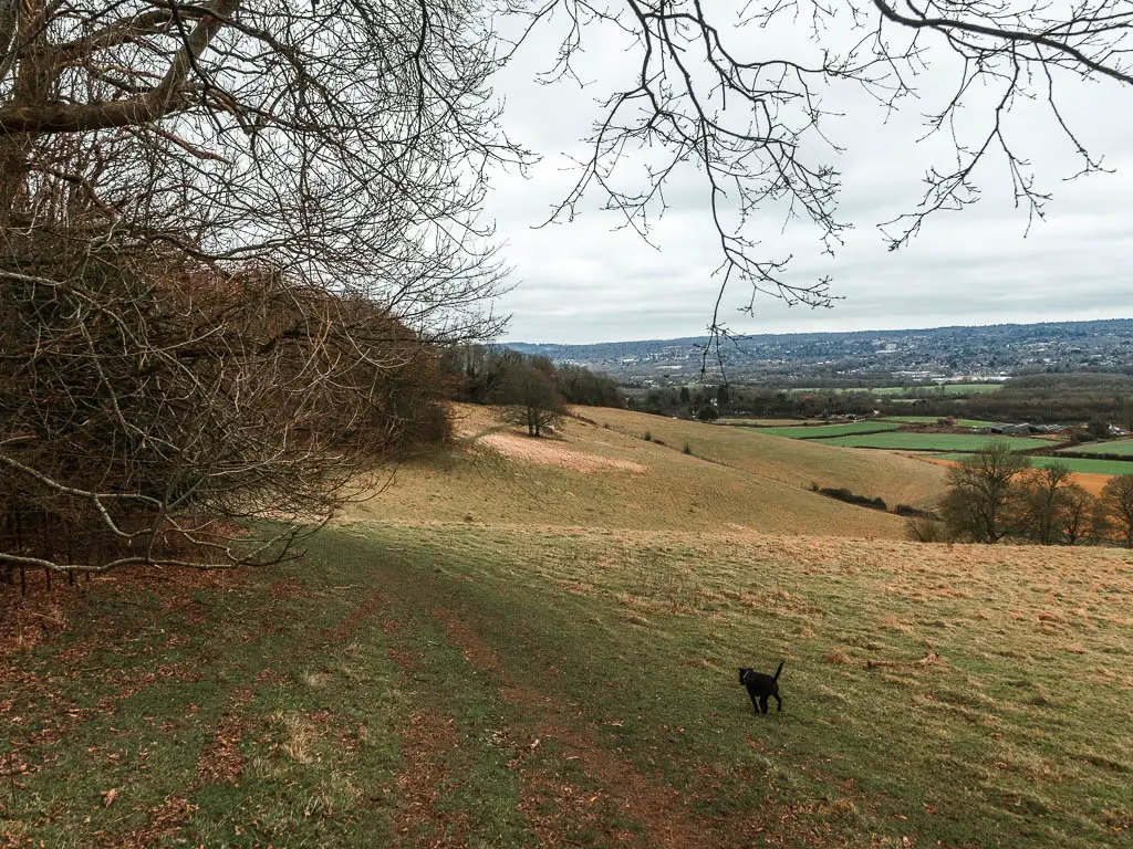 Standing on the top edge of a hill, looking down it as it undulates, on the walk from Oxted and Otford. There is a black dog walking on the grass, and leafless bushes and trees along the left side.