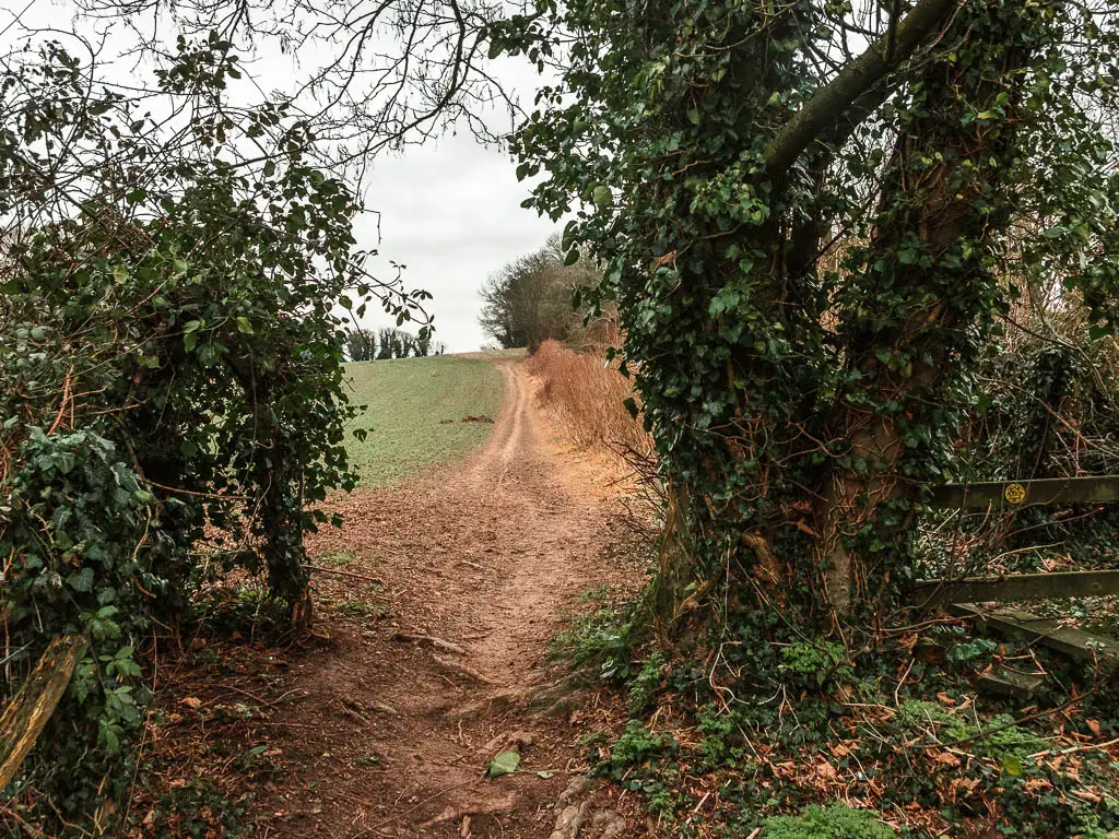 Looking through a gap in the green leafy bush and tree, to a dirt trail running up the edge of a hill on the other side.