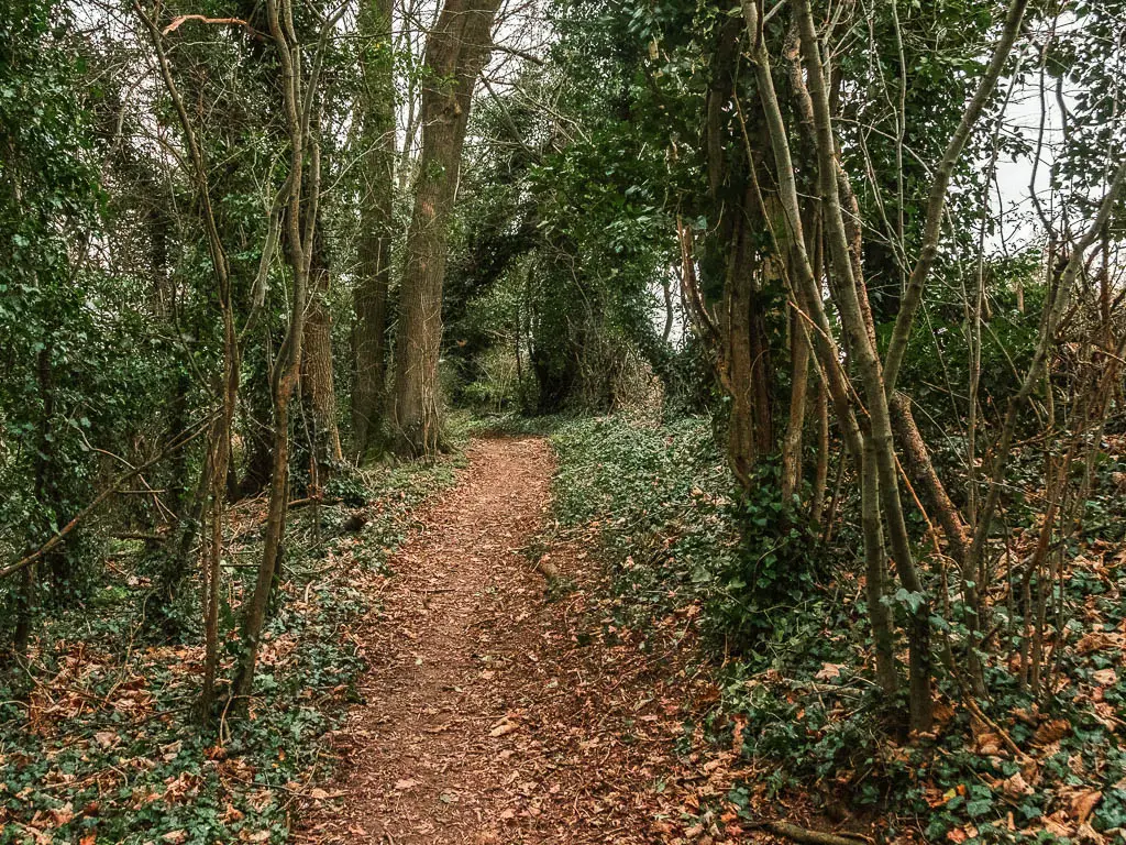 A dirt trail leading through the green leafy woods, near the end of the walk from Oxted to Otford.