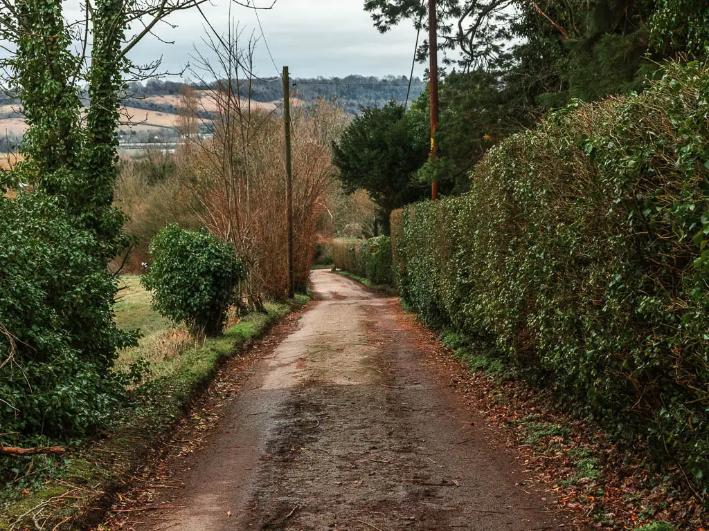 Looking down a country road with green hedges on the right and some bushes and trees on the left.