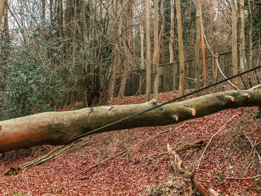 A tree trunk fallen on a pylon wire.