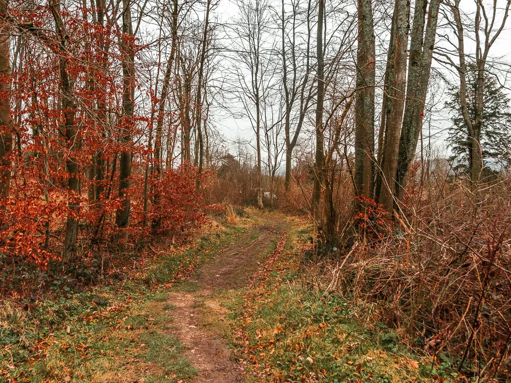 A dirt trail leading through the woods, and some red leaves on the tree branches, on the walk between Oxted and Otford.