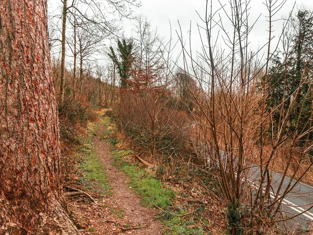 A dirt trail on the left, and the road below to the right. The trail is lined with leafs trees and bushes. There is a large tree trunk on the left.