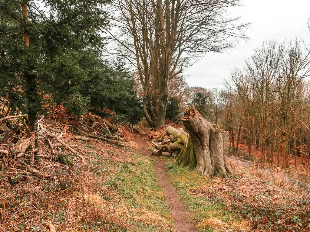 A narrow dirt trail, lined with a few bushes and trees ahead. There is a big broken tree trunk on the right.