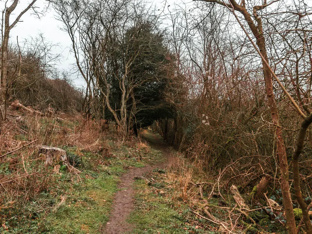 A thin dir trail leading towards a tunnel of straggly trees.