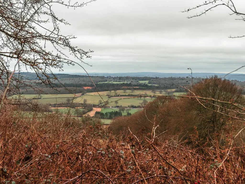 Looking over the leafless bushes to a view of patchwork green fields and hills in the distance. 