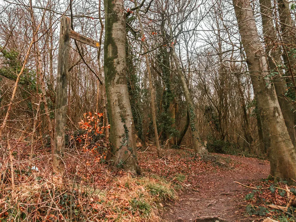 A dirt trail leading through the woods with a mix of thick tree trunks, and thin straggly trees.