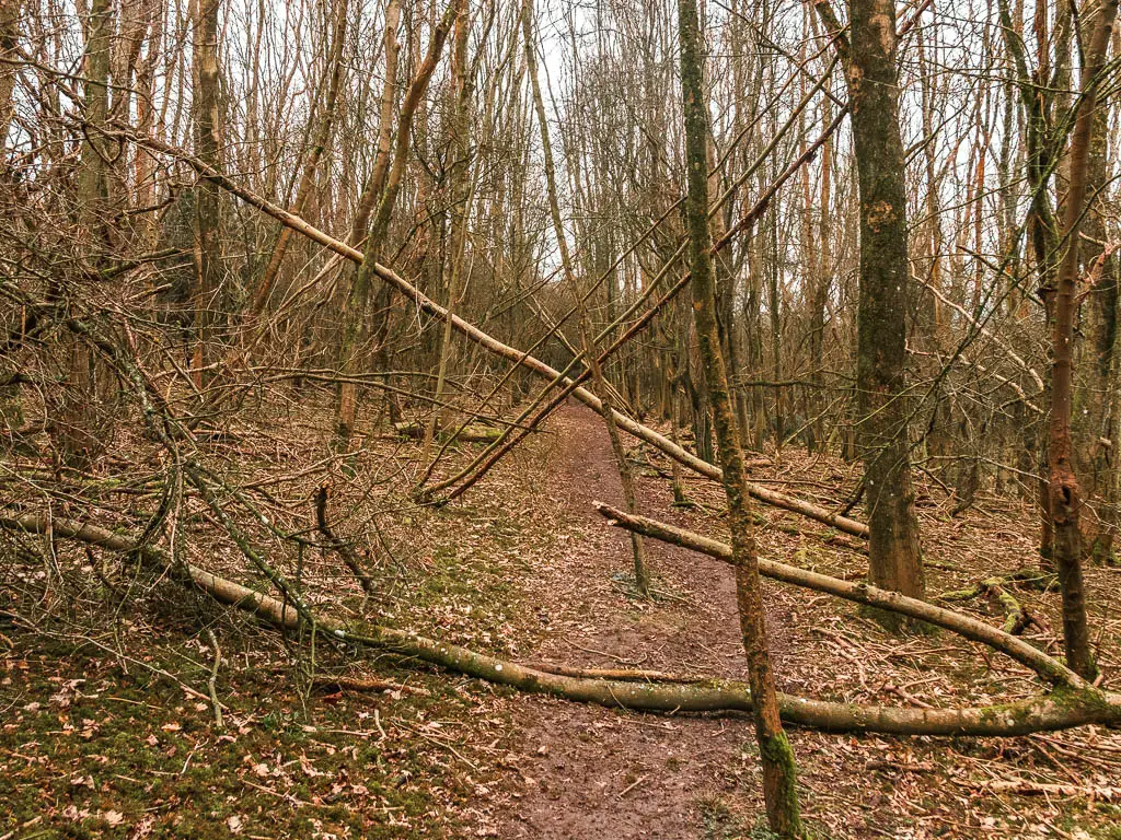 A woodland trail, with trees fallen along it.