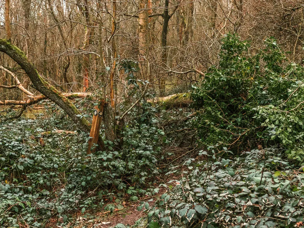 The trail hidden by a mass of green leafed bushes and a fallen tree.