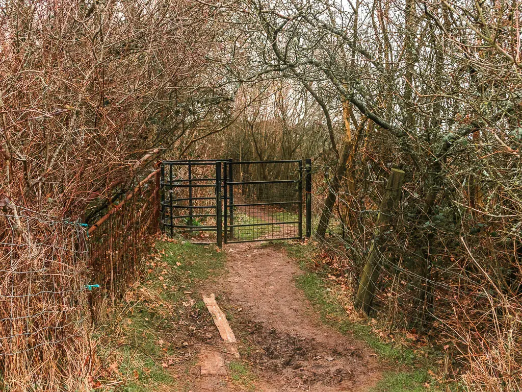 The trail leading to a black metal gate surrounded by straggly leafless trees.