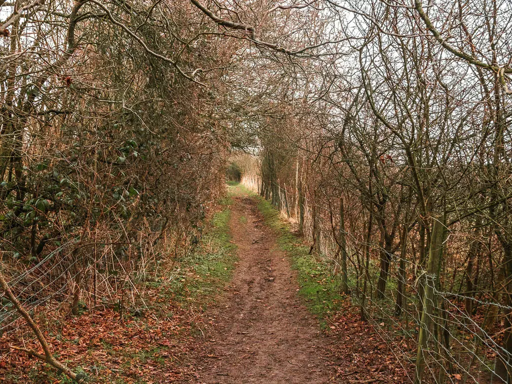 A thin muddy dirt path lined with straggly leafless trees.