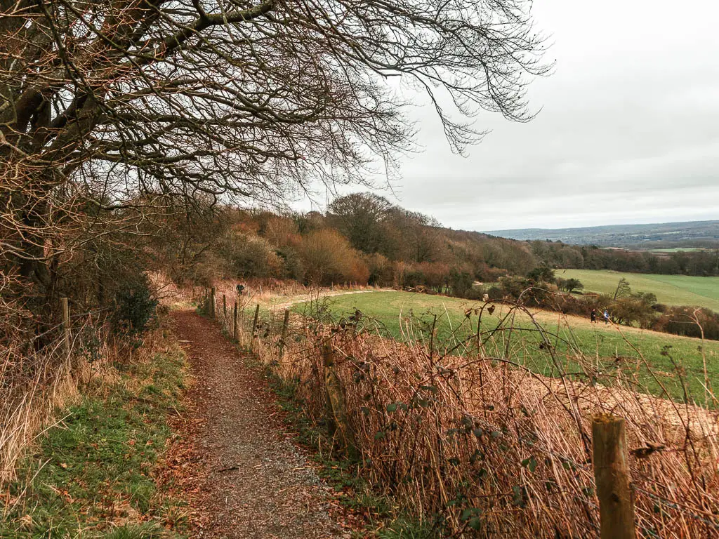 A gravel path leading ahead on the left, with leafless bushes lining the right side, and green grass fields on the other side.