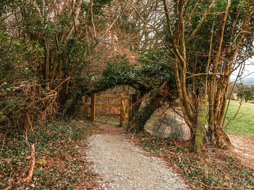 The gravel path leading to a wooden gate which is surrounded by trees with green leaves.