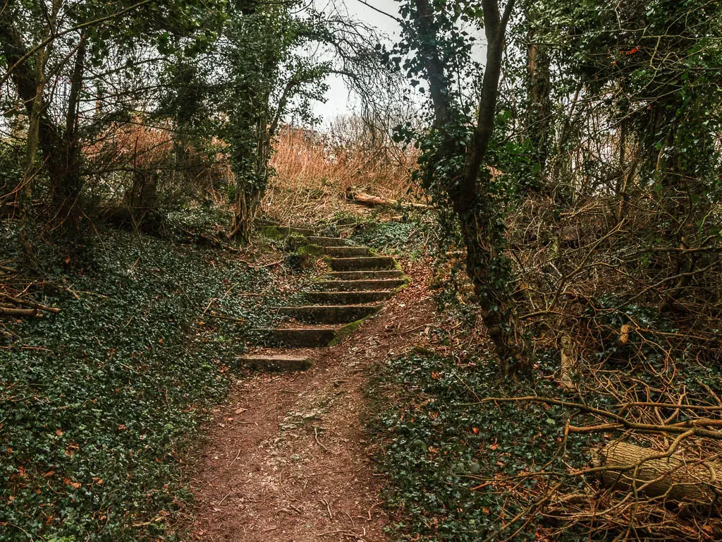 Steps winding up through the woods on the walk from Oxted to Otford. There is a lot of greenery and fern up the tree trunks. 