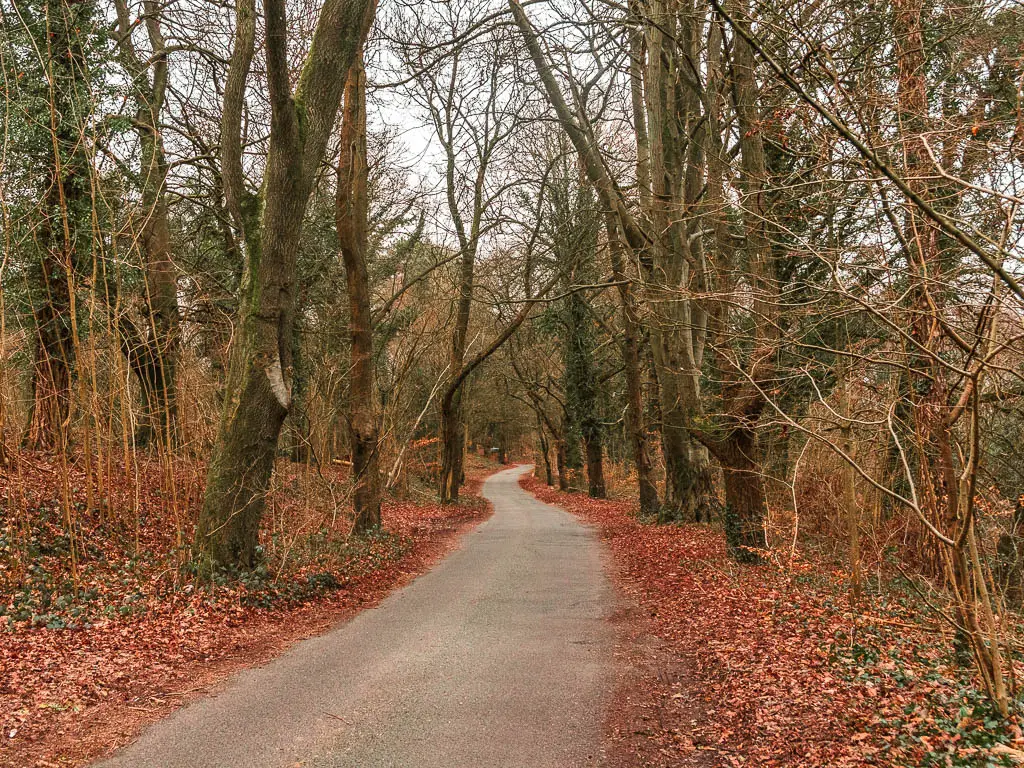 A road gently curving ahead, lined with leafless trees. The ground on the side of the road is covered in red leaves. 