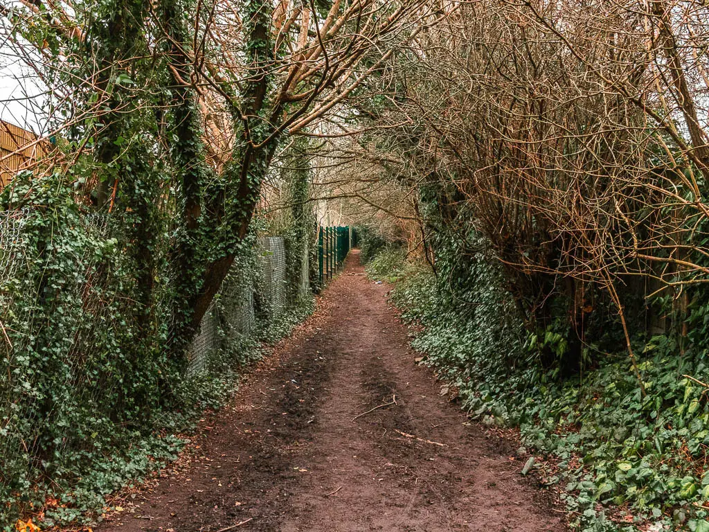 A dirt path lined with bushes, trees, and green fern.