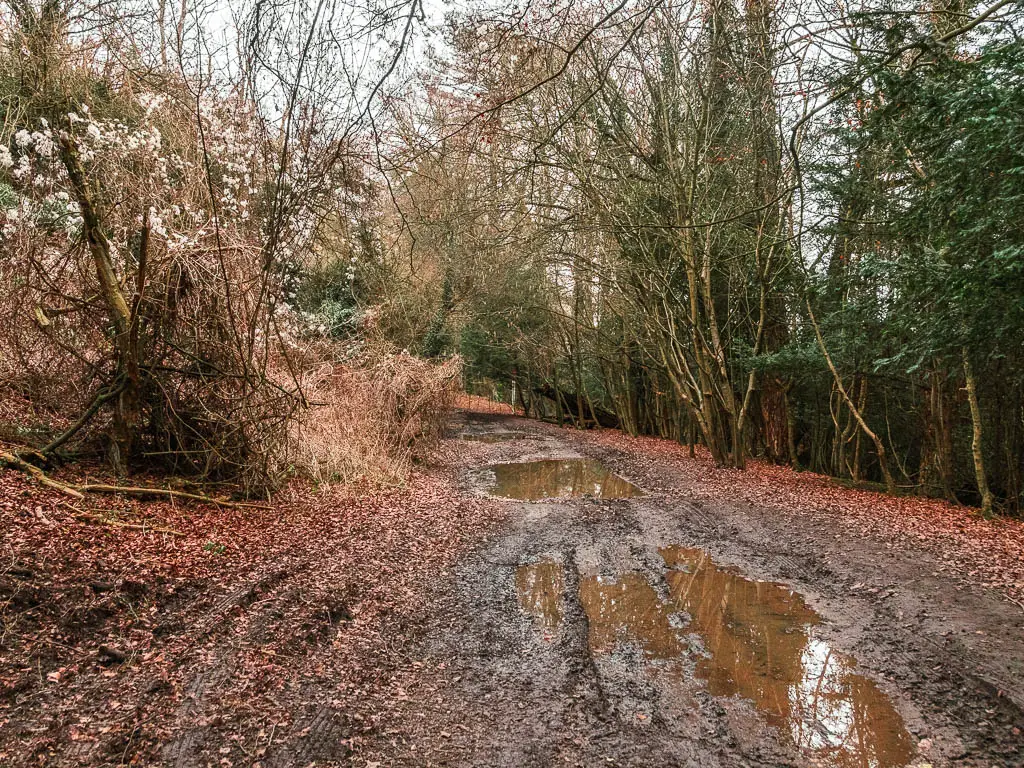 A wide muddy trail lined with messy trees.