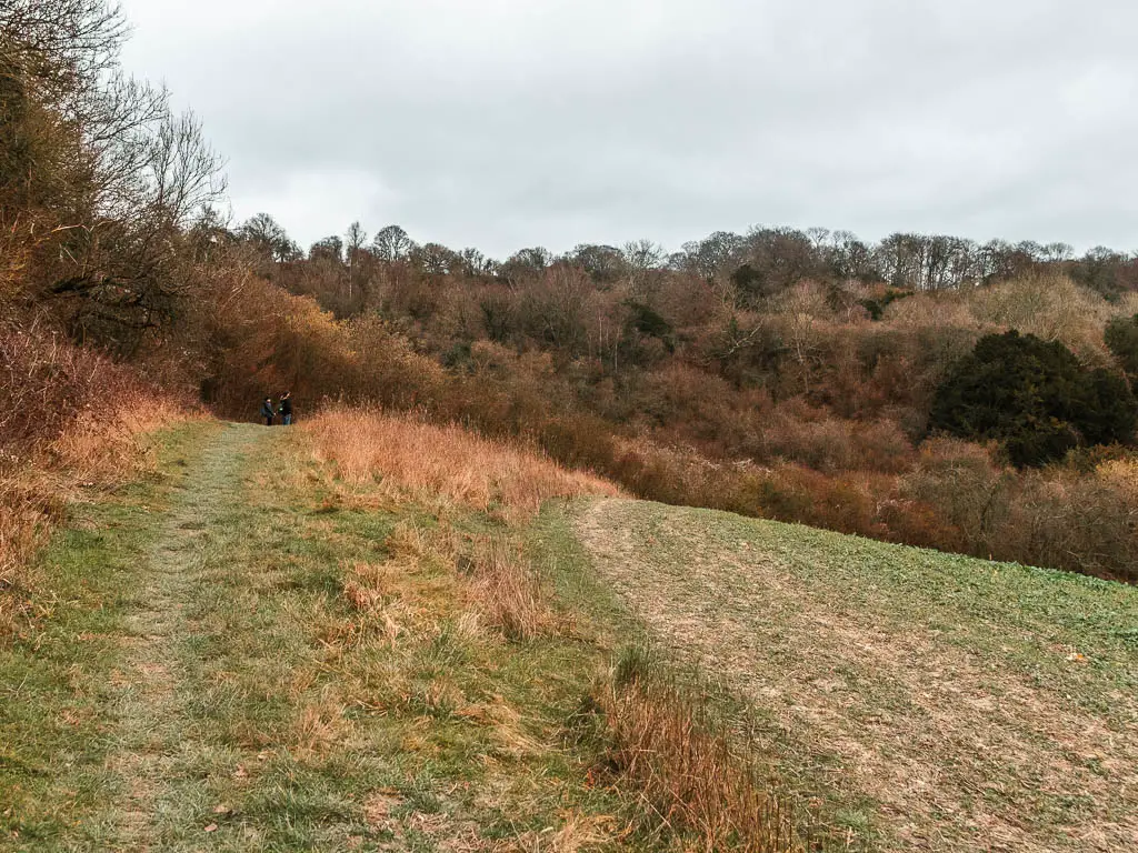 The edge of a grass hill field, with a grass trail leading off it to the left. There are masses of trees ahead.