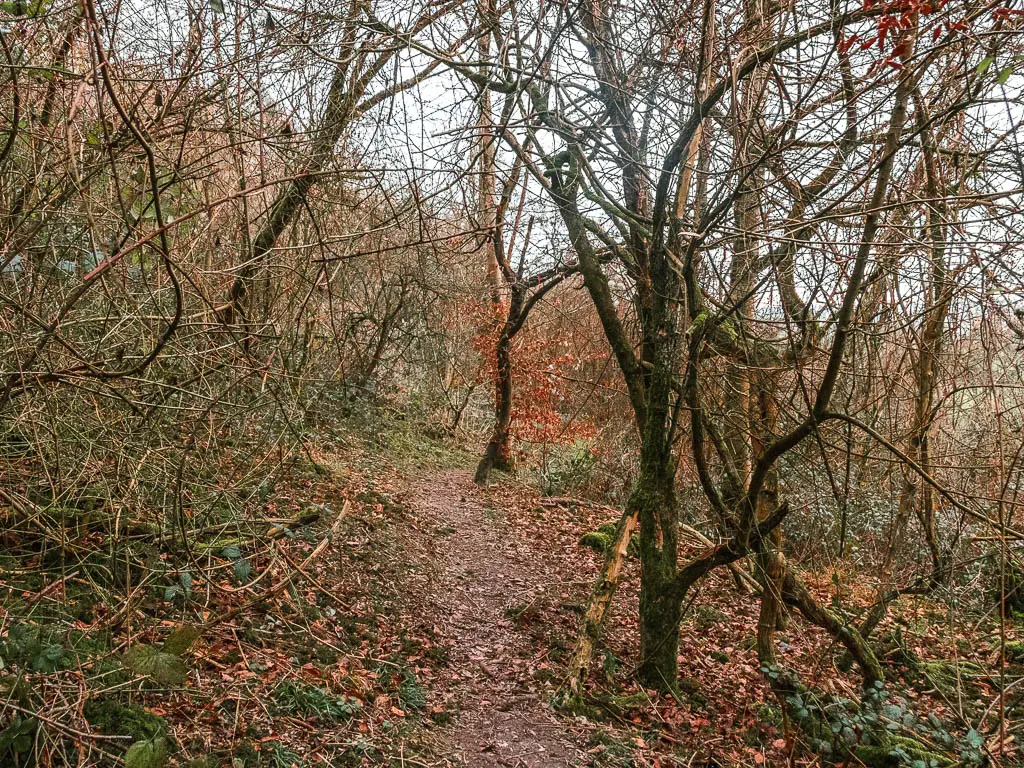 A narrow dirt trial leading through the straggly leafless trees.