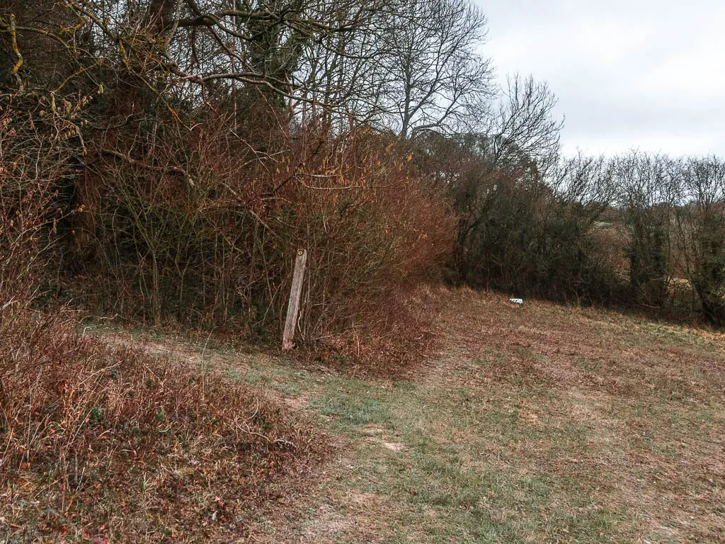 The corner of a field, with a grass path leading off it to the left.