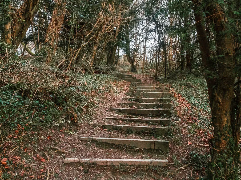 Steps leading up through the woods. 